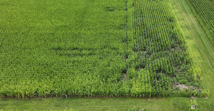 Drone image showing crop damage to a corn field.